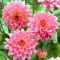 Dalia - Gerrie Hoek
