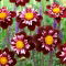 Dalia - Joyful Investment - GIGA paczka! - 50 szt.