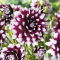 Dalia - Mystery Day - GIGA paczka! - 50 szt.