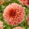 Dalia - Orange Fubuki