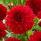 Dalia - Red Fubuki - GIGA paczka! - 50 szt.