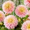 Dalia - Sheer Heaven - GIGA paczka! - 50 szt.