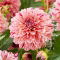 Dalia - Sturm