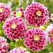 Dalia - Jowey Paradise - GIGA paczka! - 50 szt.