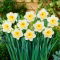Narcyz Fragrant Breeze - 5 szt.