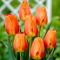Tulipan Lighting Sun - GIGA paczka! - 250 szt.