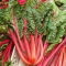 Burak liściowy Rhubarb Chard - czerwony