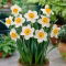 Narcyz Flower Record - duża paczka! - 50 szt.