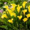Calla Sunclub - GIGA paczka! - 50 szt.