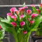 Calla Zazu - GIGA paczka! - 50 szt.