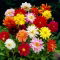 Dalia - Unwin mix - GIGA paczka! - 50 szt.