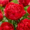 Piwonia, Paeonia - Command Performance - sadzonka - duża paczka! - 10 szt.