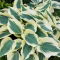 Funkia - Hosta Fim Line - duża paczka! - 10 szt.