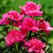 Piwonia, Paeonia - Barbara - sadzonka