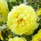 Piwonia, Paeonia - Bartzella - sadzonka - duża paczka! - 10 szt.