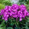 Floks (Phlox) - Płomyk wiechowaty - Uspech - duża paczka! - 10 szt.