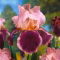 Kosaciec, Irys - Wine and Roses - GIGA paczka! - 50 szt.