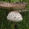 Macrolepiota procera