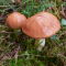 Suillus luteus
