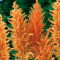 Amaranthus cruentus - Hot Biscuits