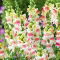 Antirrhinum majus maximum - Appleblossom