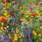Bee Friendly