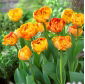 Tulipan Sunlover - opak. 5 szt.