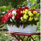 Begonia wielokwiatowa - Multiflora Maxima - mix kolorów - 2 szt.