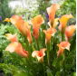 Calla Cameleon