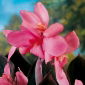 Kanna - Shining Pink - 1 kłącze