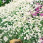 Rogownica kutnerowata - 250 nasion