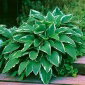 Hosta - Funkia Crispula - 1 kłącze
