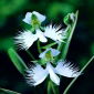 Storczyk gruntowy - Habenaria radiata - 1 bulwa