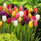 Tulipan Mix - mieszanka odmian - opak. 5 cebulek