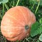 Dynia olbrzymia - Atlantic Giant - gigantyczne owoce, nawet 300 kg - 12 nasiona