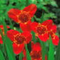 Tigridia - Tygrysówka czerwona Red - 10 cebulek