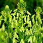 Galtonia zielona - Galtonia viridiflora - 1 cebula