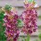Polianthes tuberosa – Tuberoza wonna Pink Saphier różowa - 1 cebula