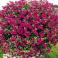 Petunia fiołkowata