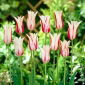 Tulipan Marilyn - 5 cebulek