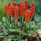 Obrazki włoskie - Arum italicum - 5 sztuk