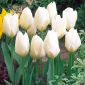 Tulipan niski White Purissima - 5 cebulek