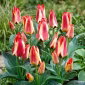Tulipan Sylvia Warder - 5 cebulek