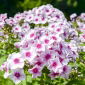 Floks (Phlox) - Płomyk wiechowaty - Graf Zeppelin - 1 kłącze