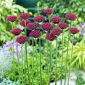 Czosnek ozdobny Atropurpureum - 5 szt.