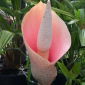 Dziwidło różowe - Amorphophallus bulbifer - 1 rzadkie kłącze