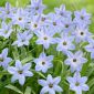 Ipheion - Ifejon - Uniflorum - 10 szt.