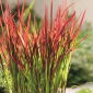 Imperata cylindryczna - Red Baron - 1 szt.