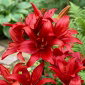 Lilia azjatycka czerwona - Red - 1 cebula