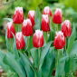 Tulipan Canasta - 5 cebulek